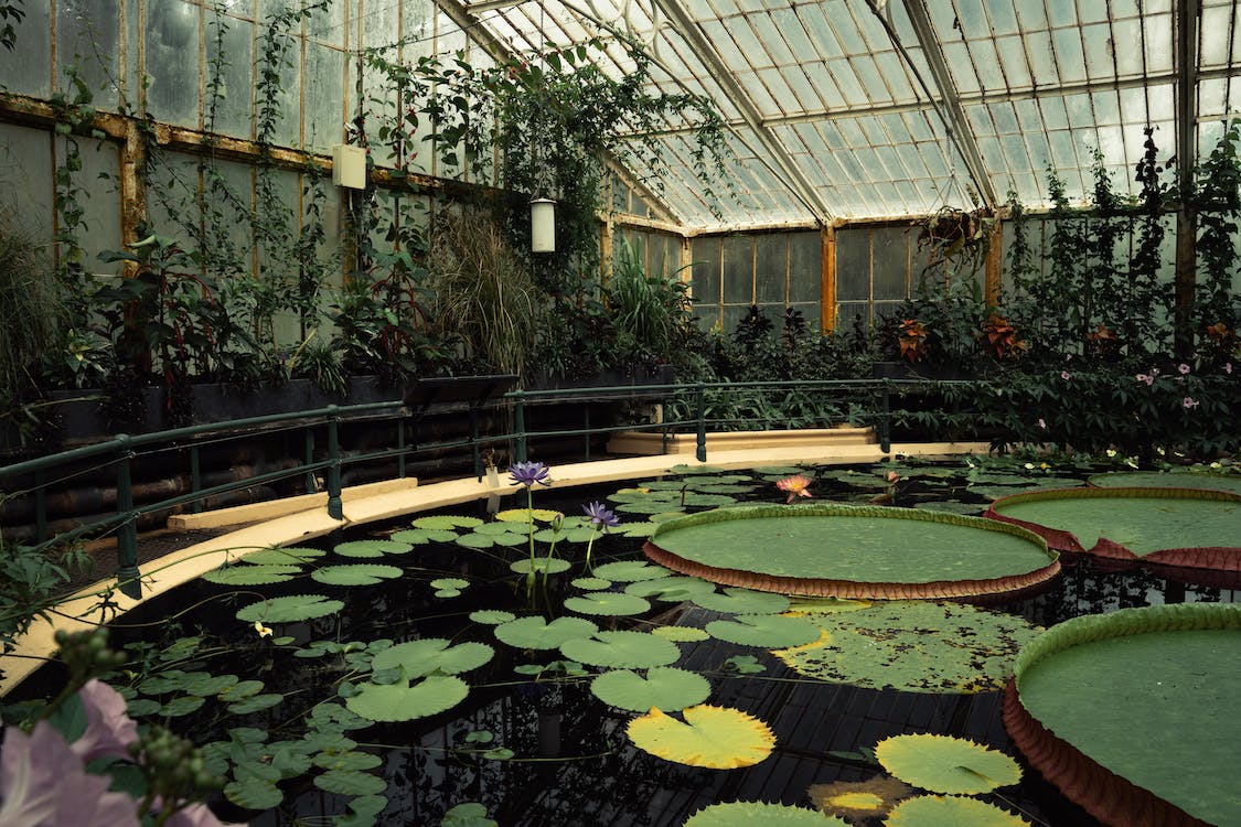 The giant lilypad's at Kew Gardens