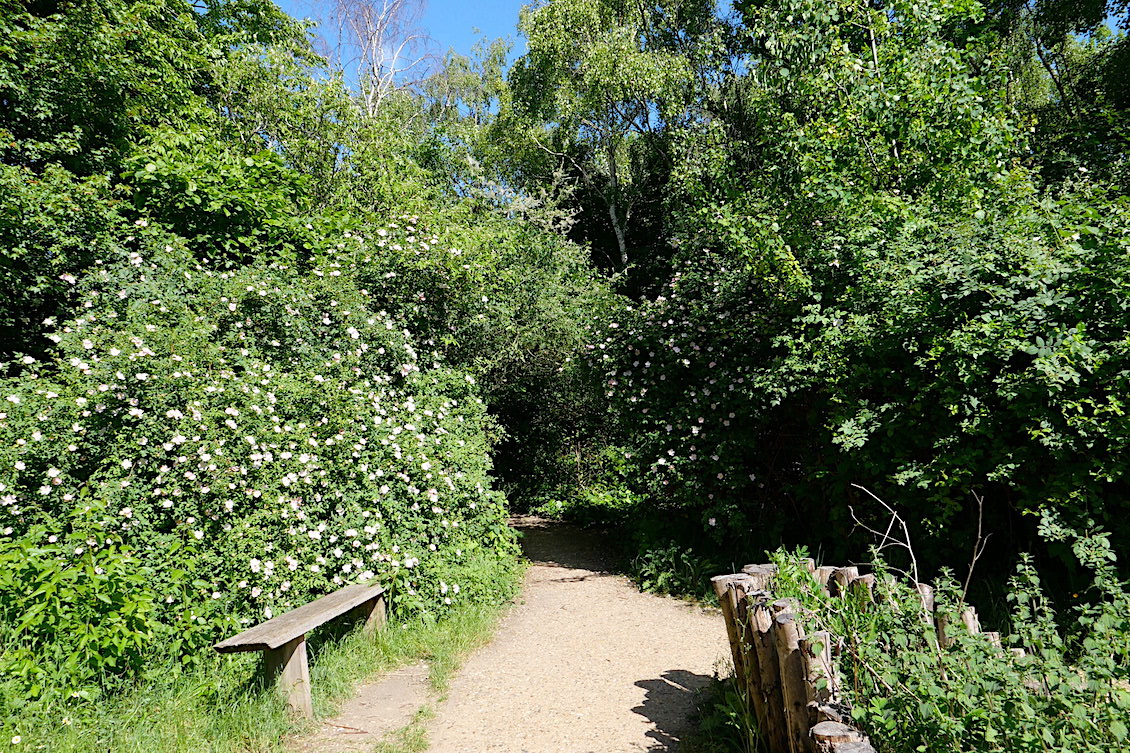 an overgrown path in Stave Hill ecological park